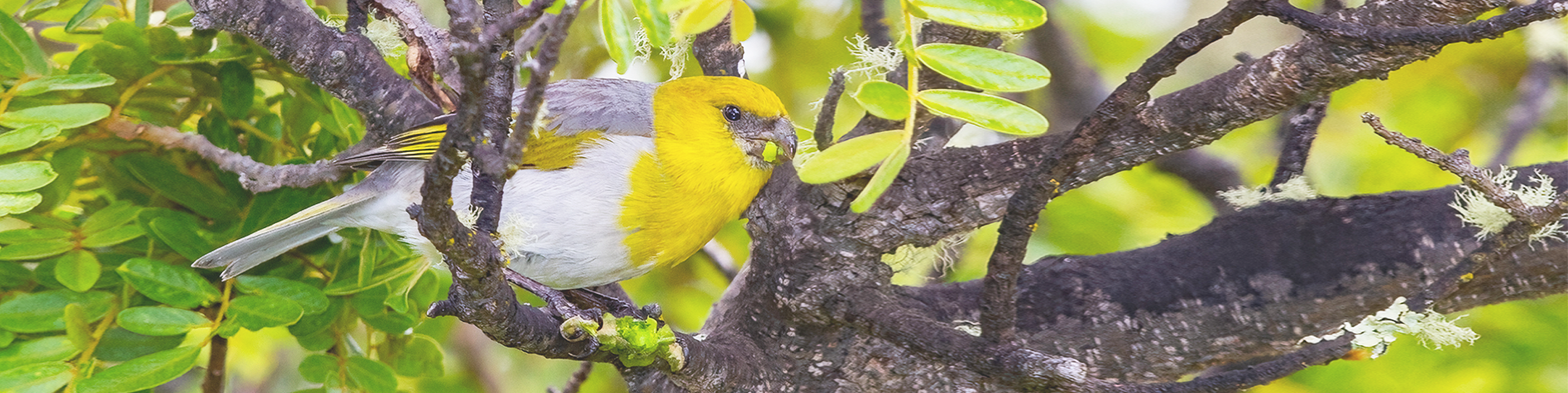A brightly colored palila bird with a golden-yellow head and chest, gray back, and white belly perches among the twisting branches of a leafy tree. The bird appears to be feeding on a green seed pod, surrounded by dense green foliage and patches of lichen.