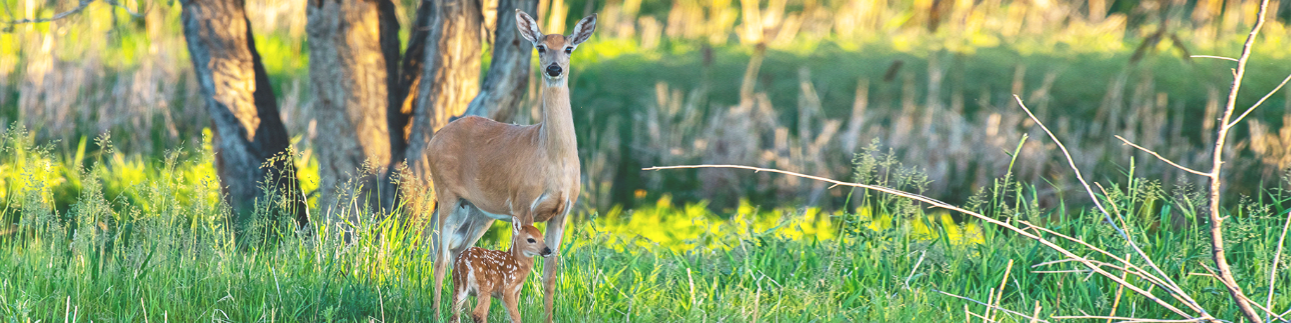White-tailed doe standing in a lush green meadow with a spotted fawn sheltered beneath her. Tall grasses and reeds surround the pair, while sunlit trees and soft-focus vegetation create a warm woodland backdrop.
