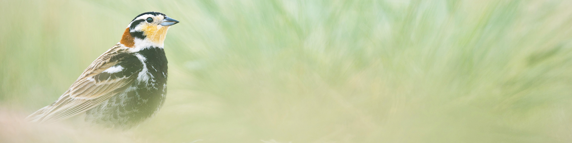 A chestnut-collared longspur perches low among tall prairie grasses, facing right, with soft green-gray grass blades blurred in the background.