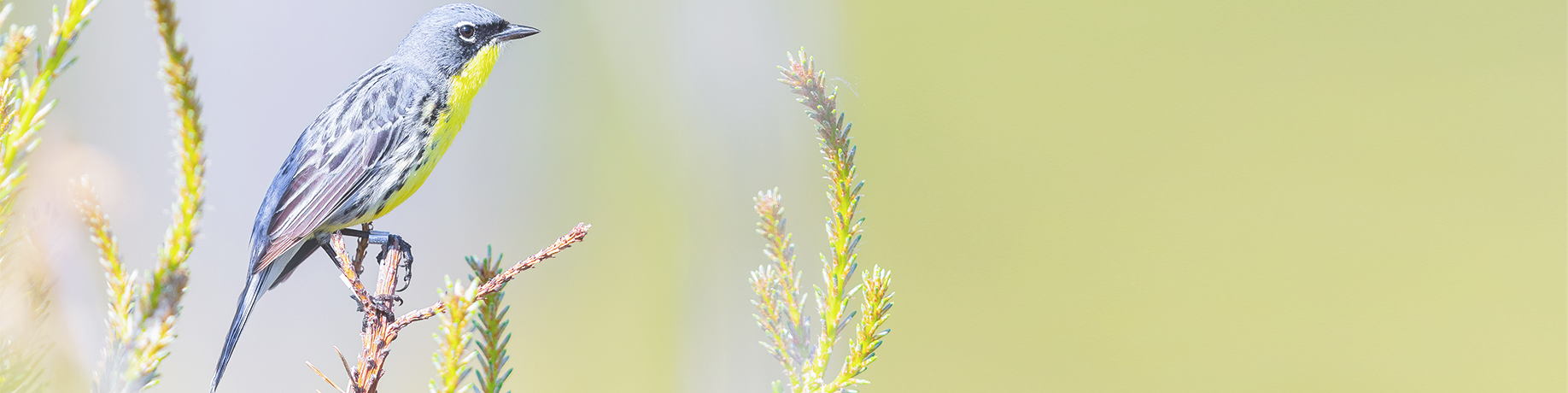 A Kirtland's warbler with a bright yellow throat and gray-and-black plumage perched among the green needles and new growth of a pine tree.