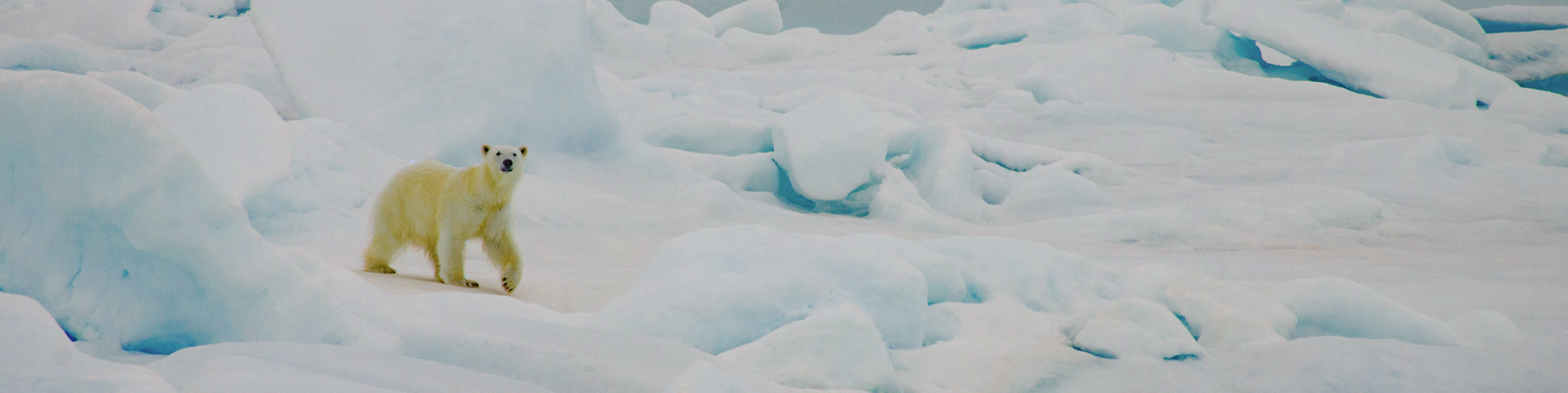 A polar bear walks across sea ice in the Chukchi Sea, Alaska