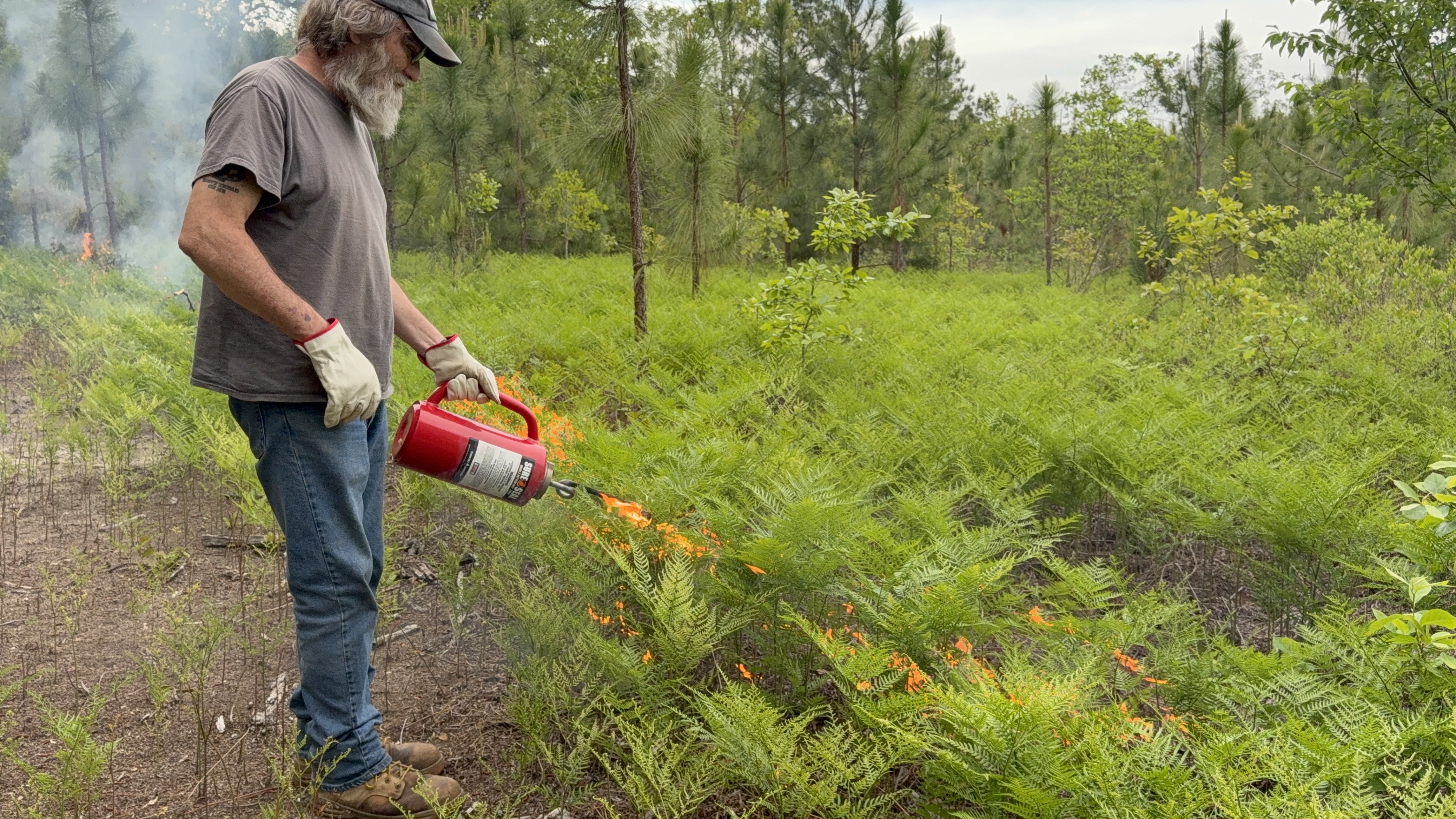 A person wearing gloves and a cap uses a red drip torch to ignite a controlled burn in a forest clearing with green ferns and young longleaf pine trees. Smoke is visible in the background.