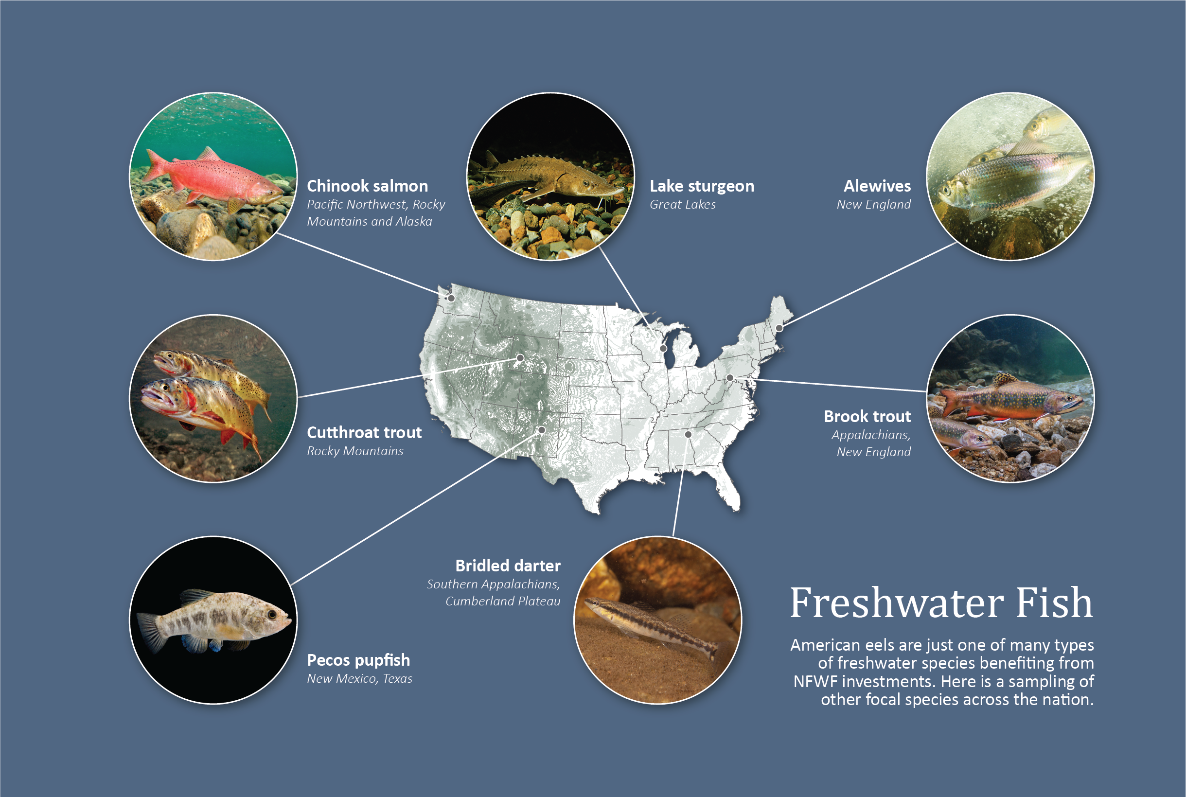 A map of eel migration patterns