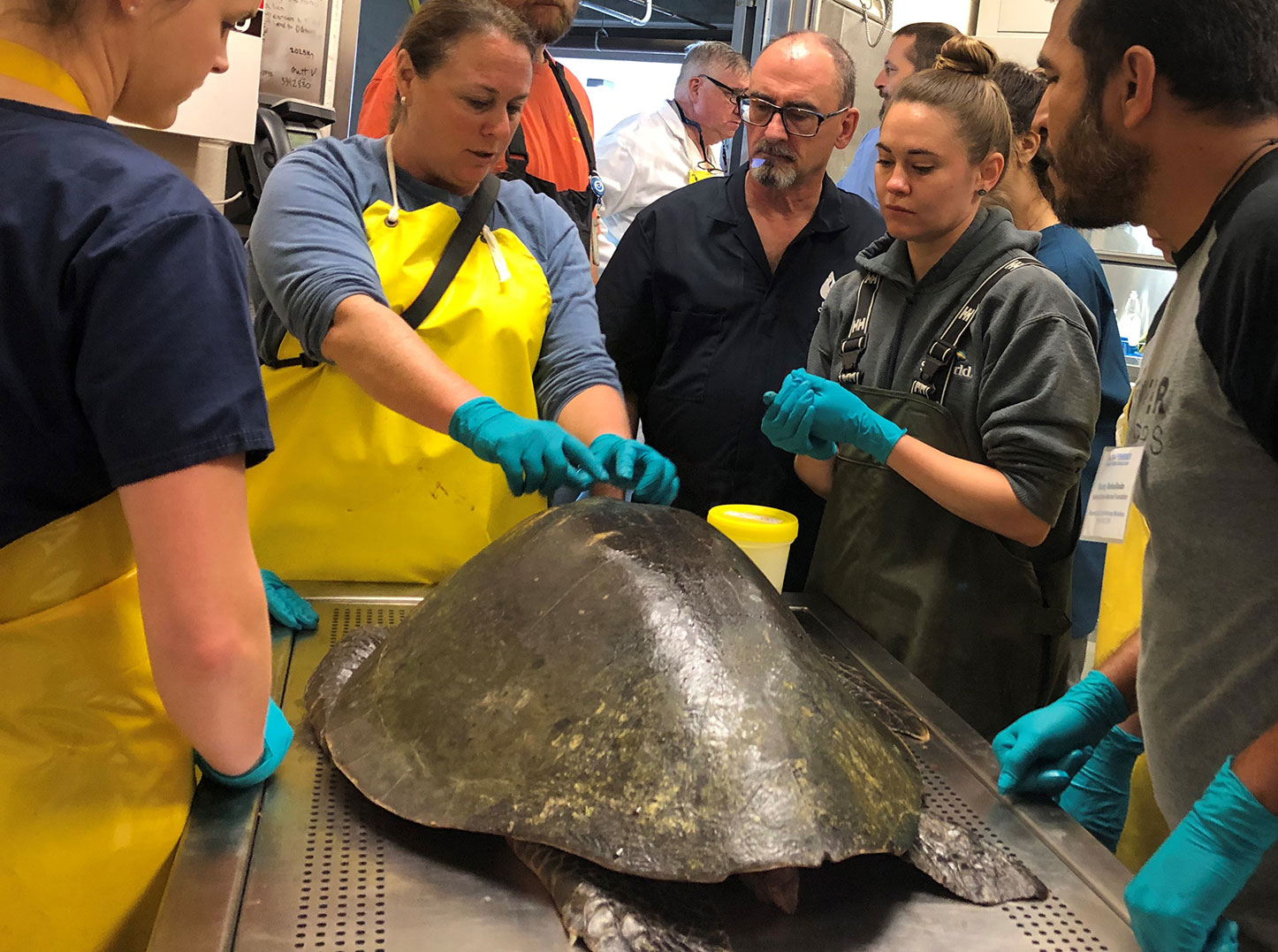 Learning to evaluate sea turtle body condition at NOAA Southwest Fisheries Science Center