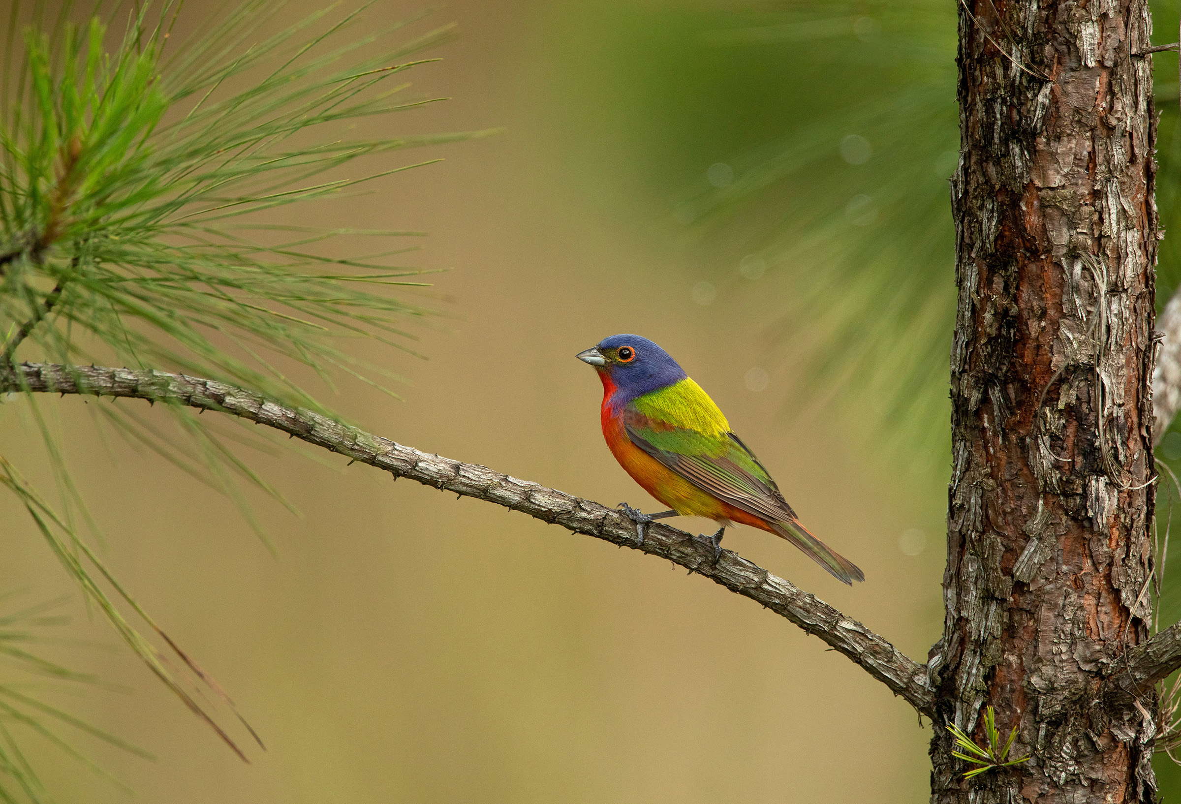 Painted bunting sits in on a longleaf pine branch