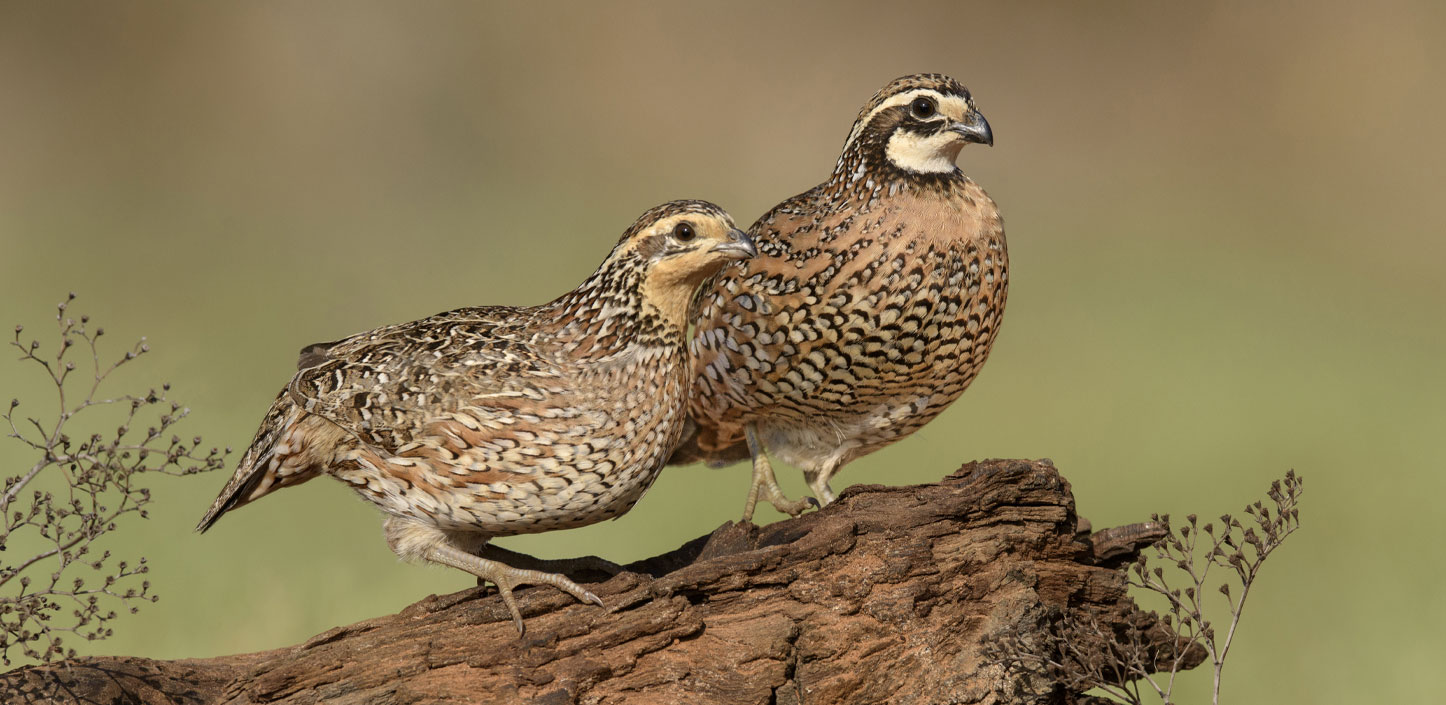 Northern bobwhites