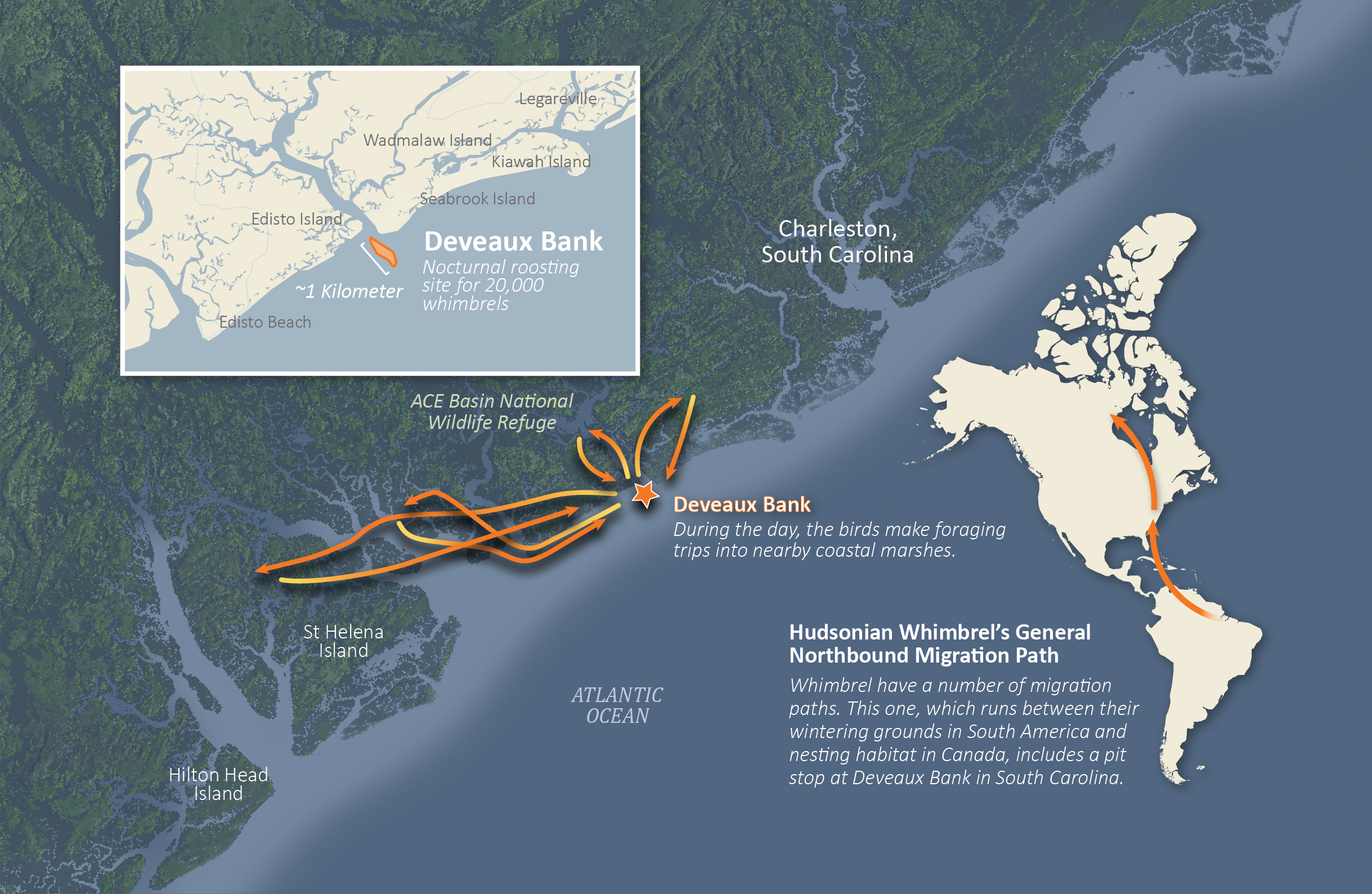 a map of the whimbrels migration path