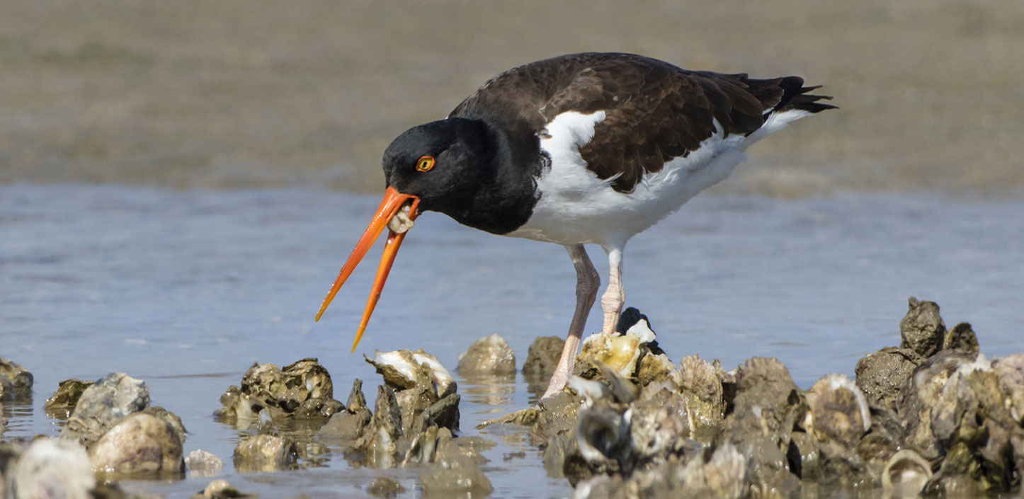 American oystercatcher