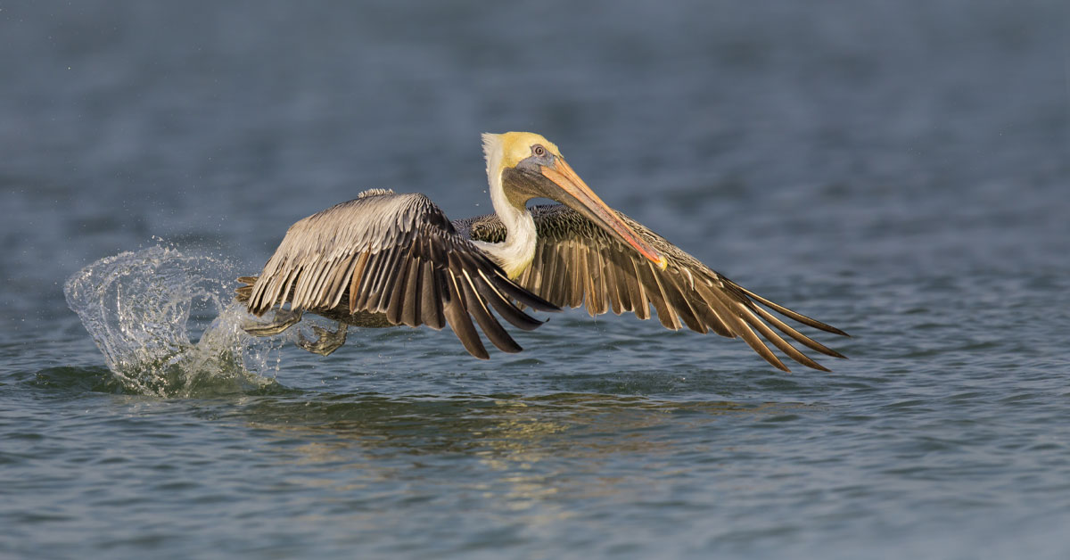 Brown pelican