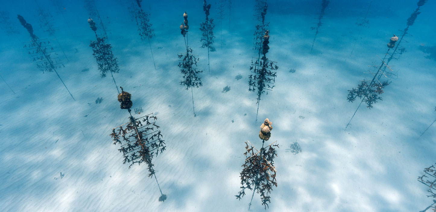 The Coral Restoration Foundation support active coral restoration at four sites in the Florida Keys.