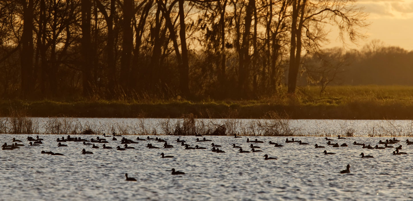 Dabbling ducks in a rice field