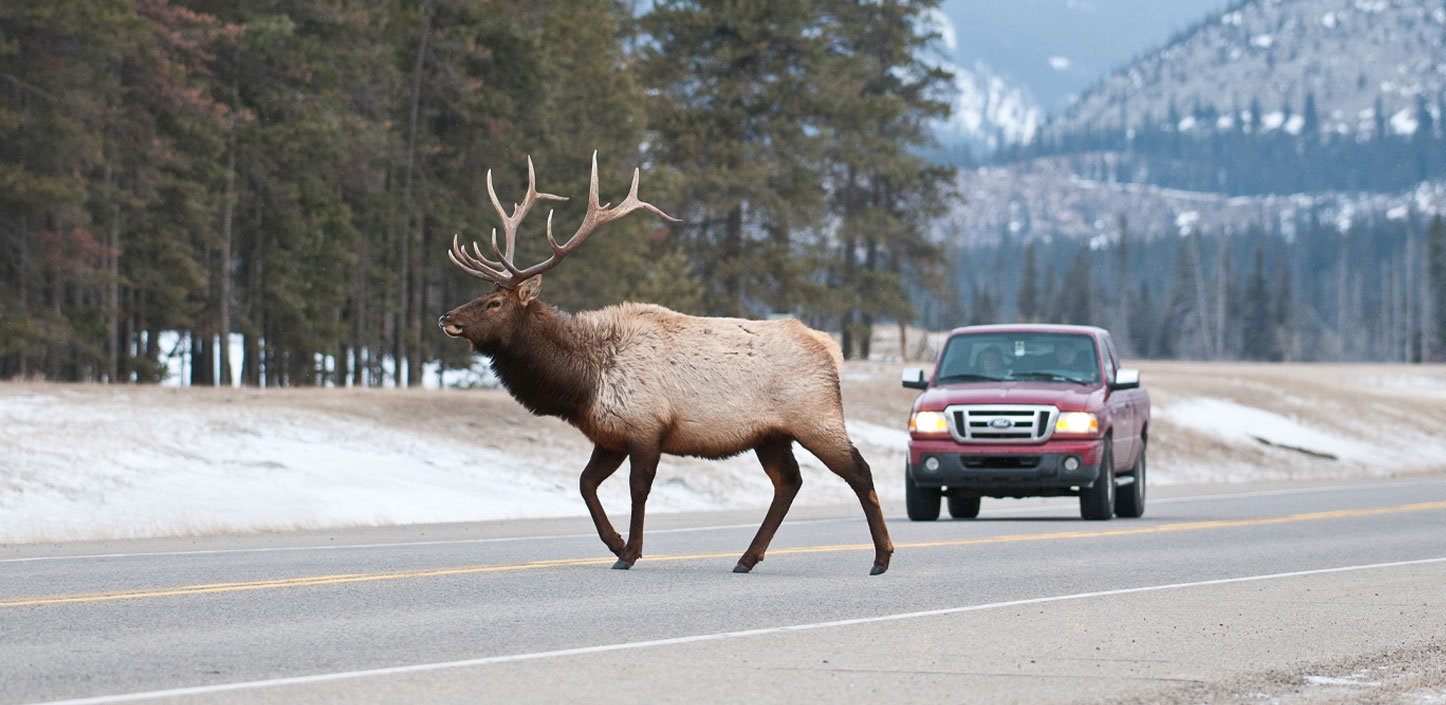 elk crossing the road