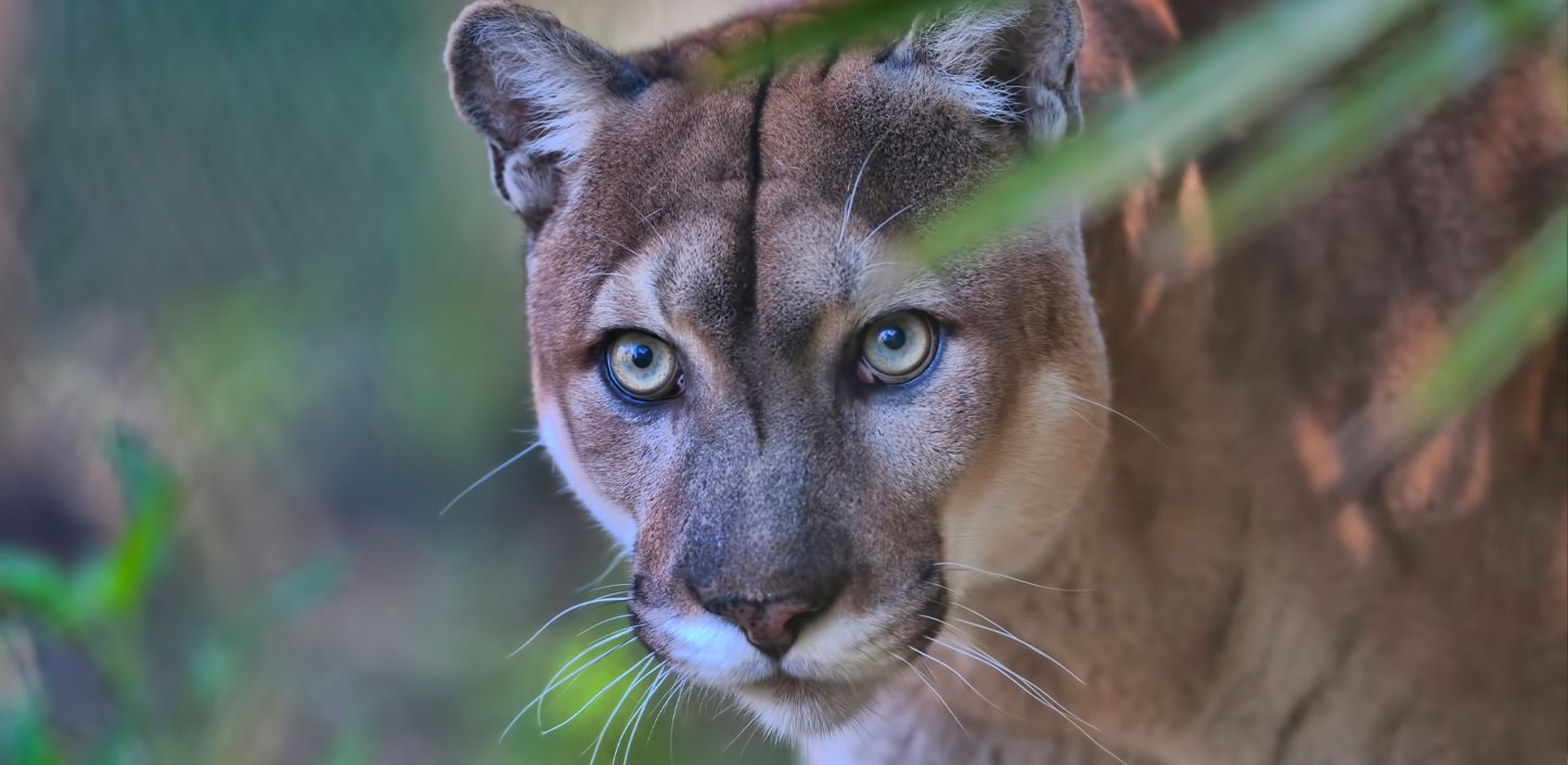 Florida panther