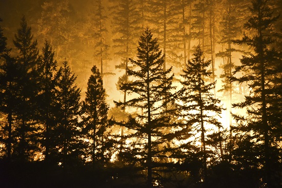 Severe wildfires caused by environmental changes and past forest management practices.