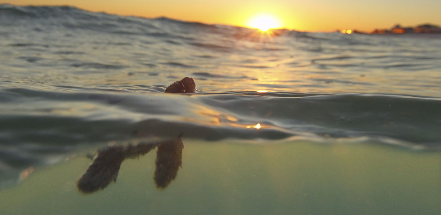 loggerhead sea turtle