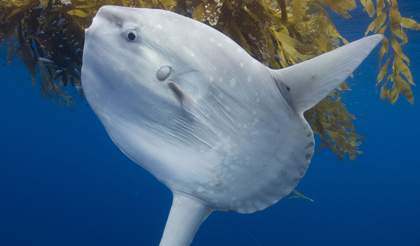 An ocean sunfish swims under giant kelp off San Diego, California.