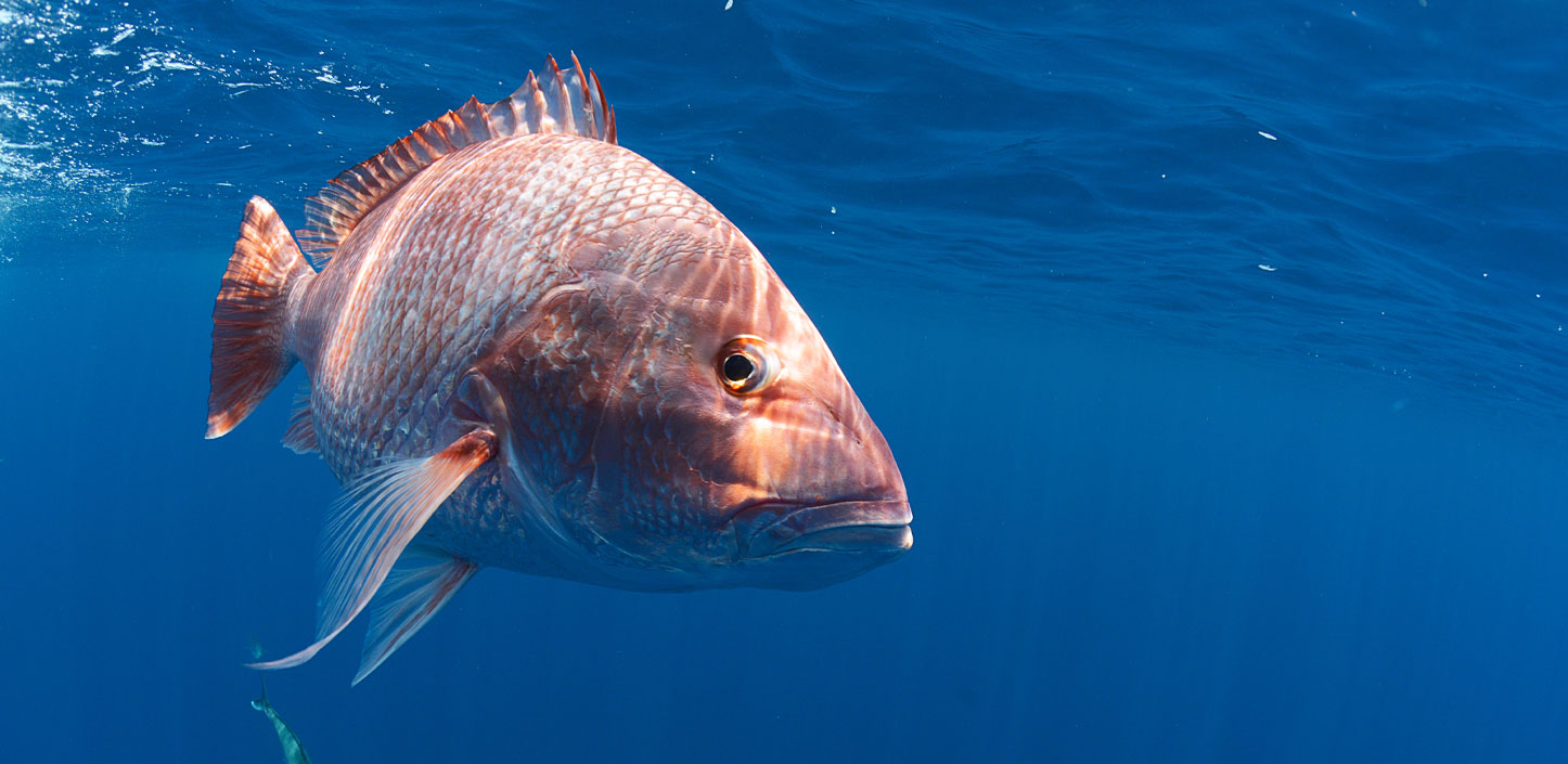 Red snapper