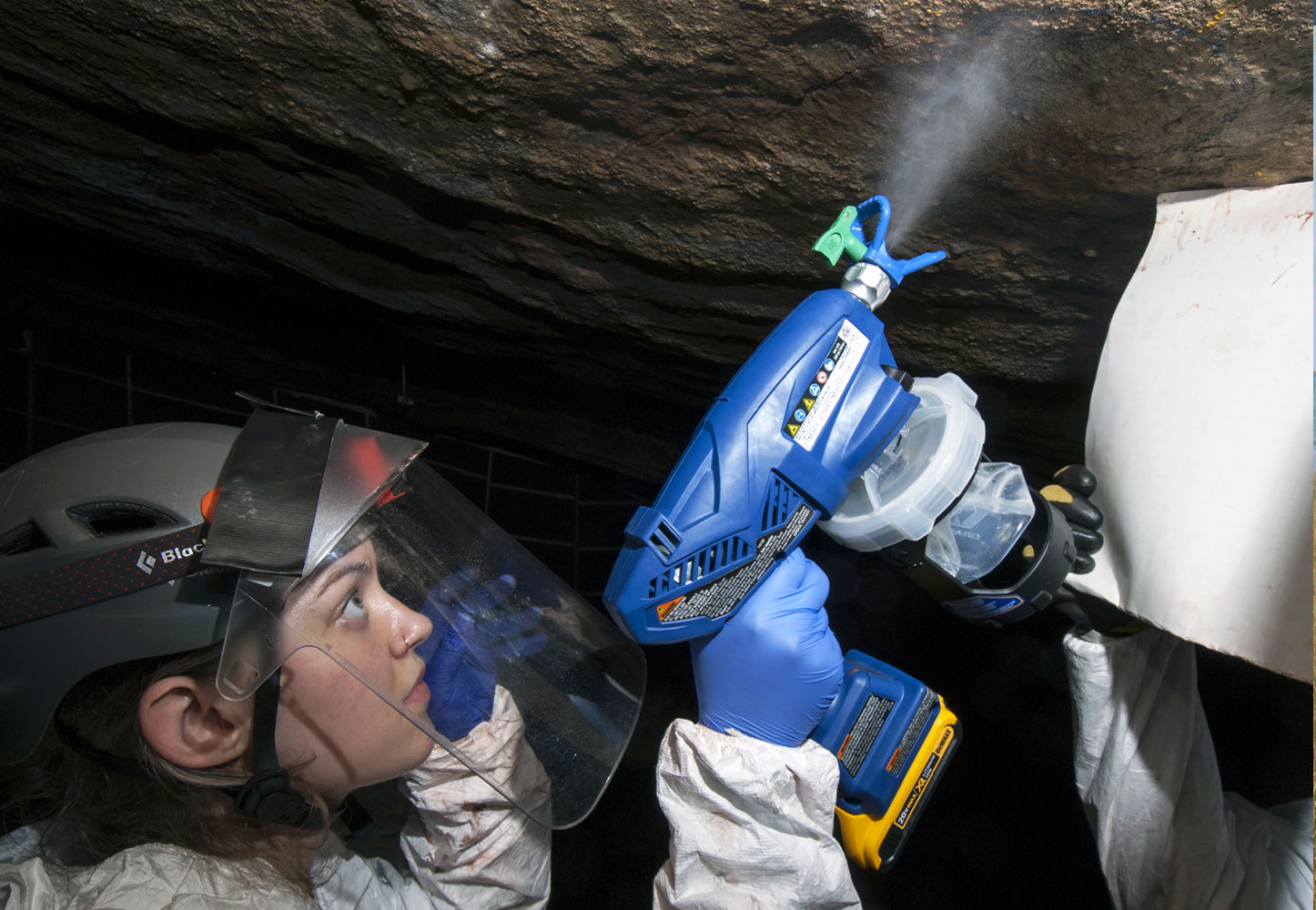 A researcher tests methods to destroy the fungal cause  of white-nose syndrome.