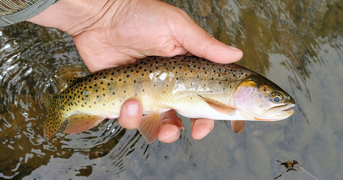 Rio Grande cutthroat trout