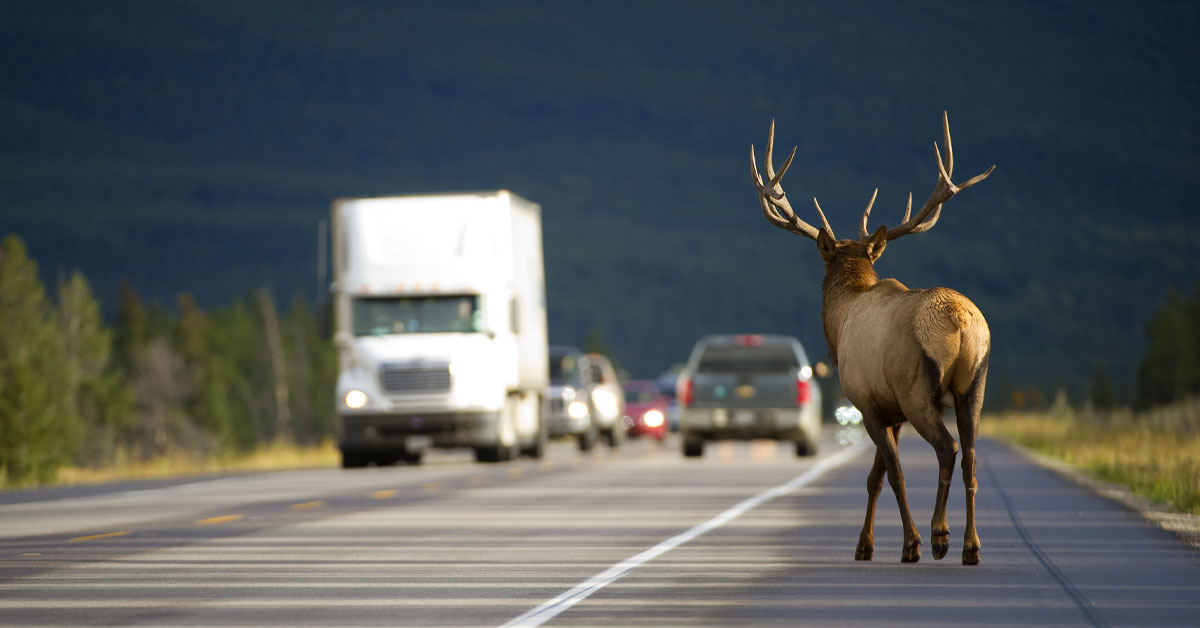 Rocky Mountain elk