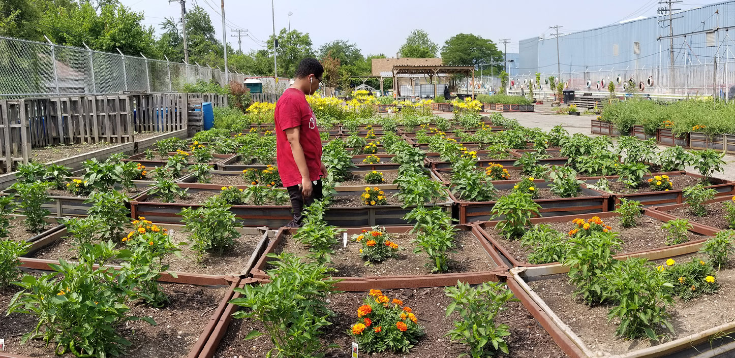 A person standing in a community garden.