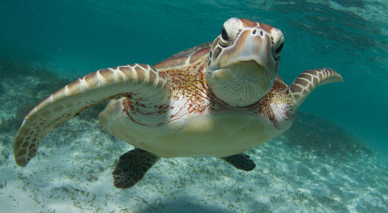 Green sea turtle