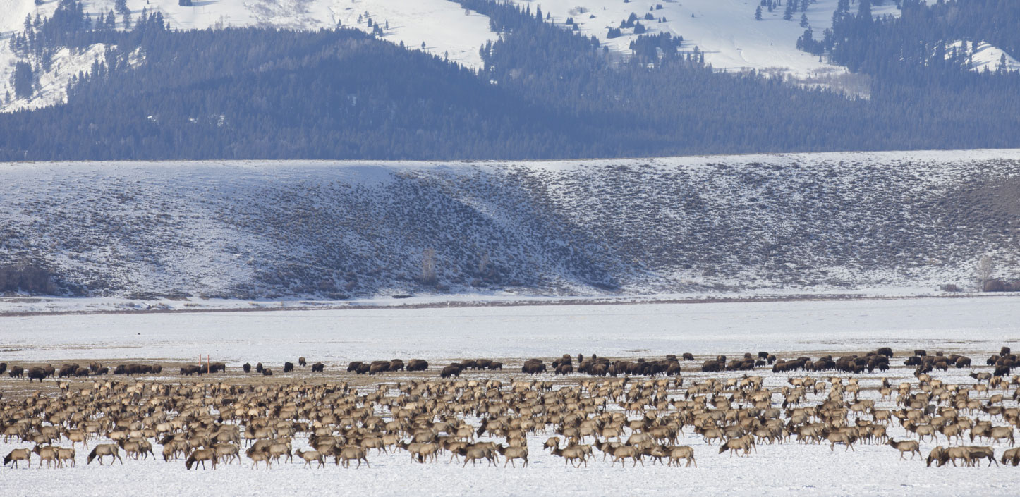 Elk wintering out West in the snow