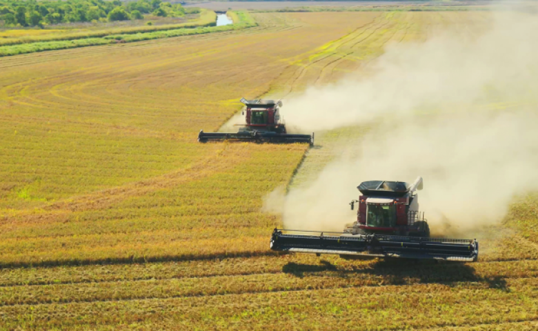 Two combine harvesters move through a large golden grain field, kicking up dust as they cut parallel rows, with a tree line and narrow river in the distance.