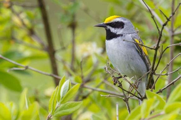 Golden-winged warbler in a tree