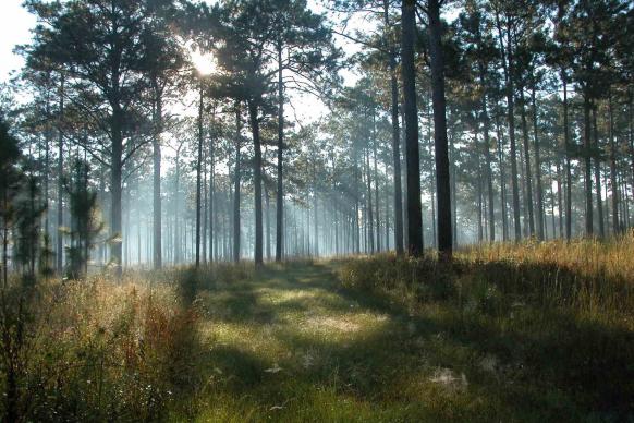 ​Longleaf pine forest