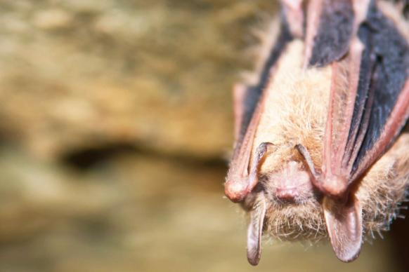 Tri-colored bat in a cave