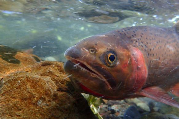 Yellowstone cutthroat trout swimming