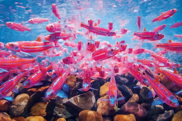 Rainbow shiners swimming underwater
