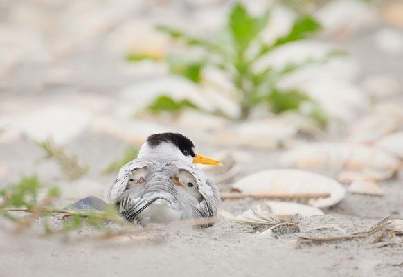 least-tern-website-header-582x400.jpg
