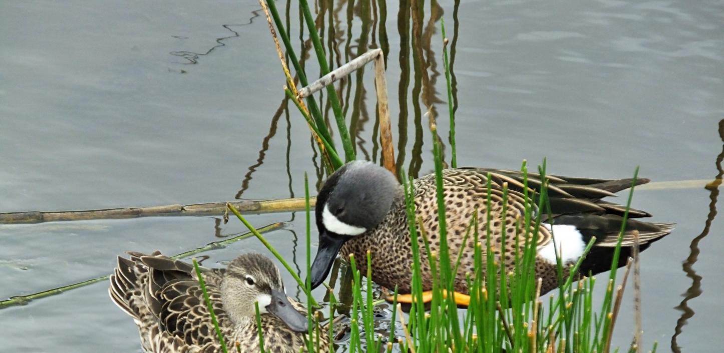 Blue-winged teal ducks resting in the Florida wetlands