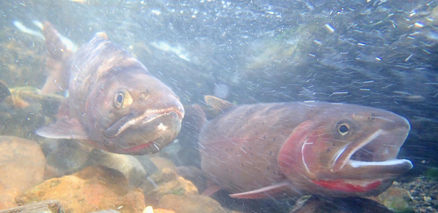 Yellowstone cutthroat trout swimming