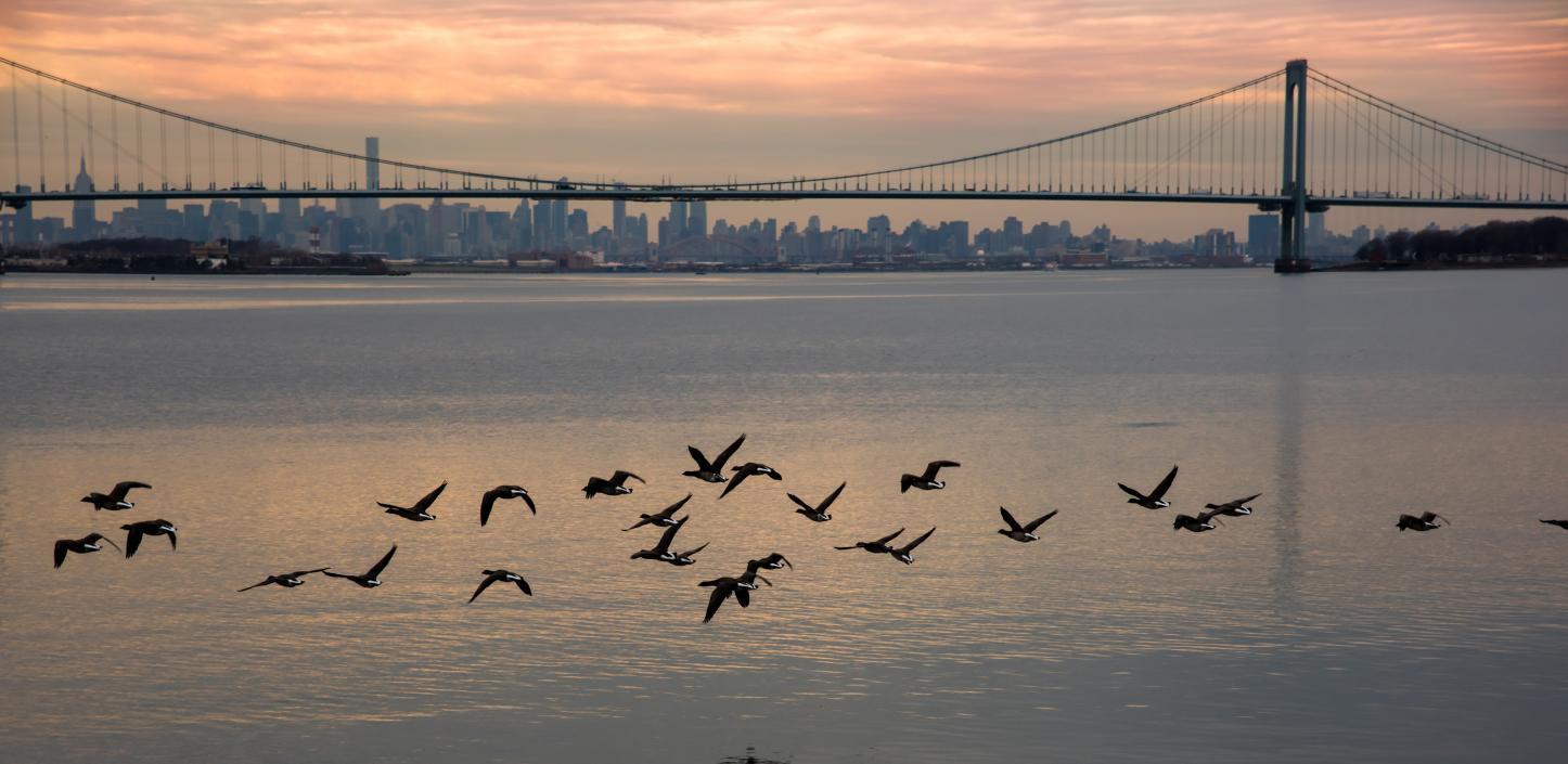 Geese flying over the Hudson River