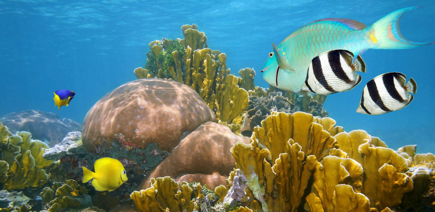 Healthy coral reef