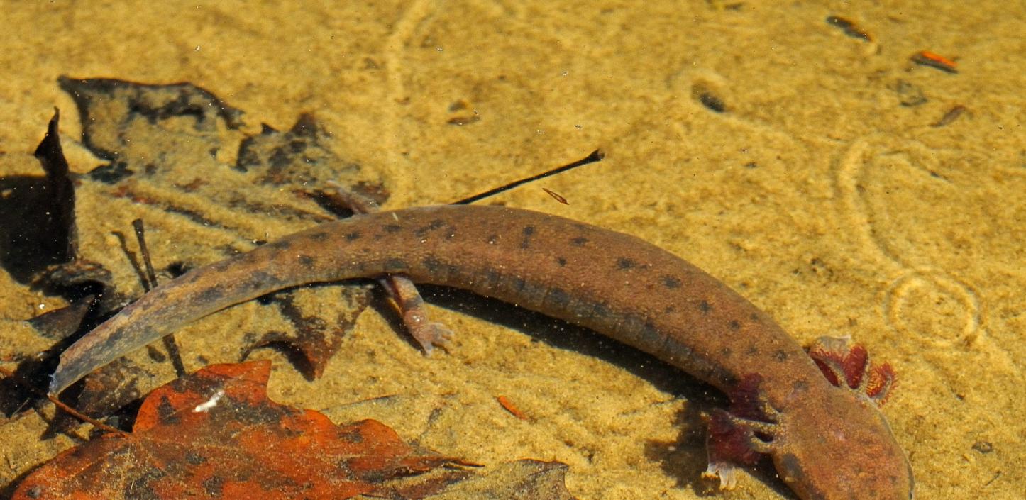 Black Warrior waterdog