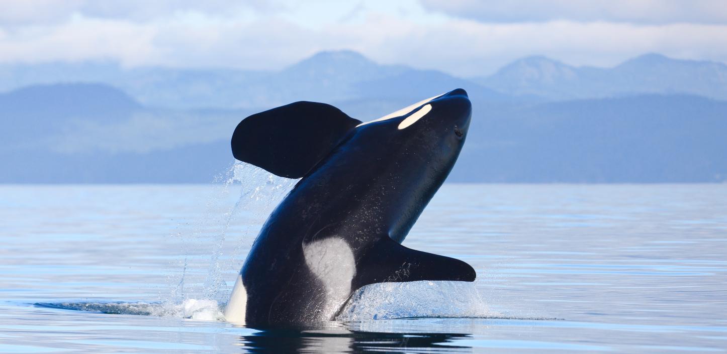 killer whale breaching