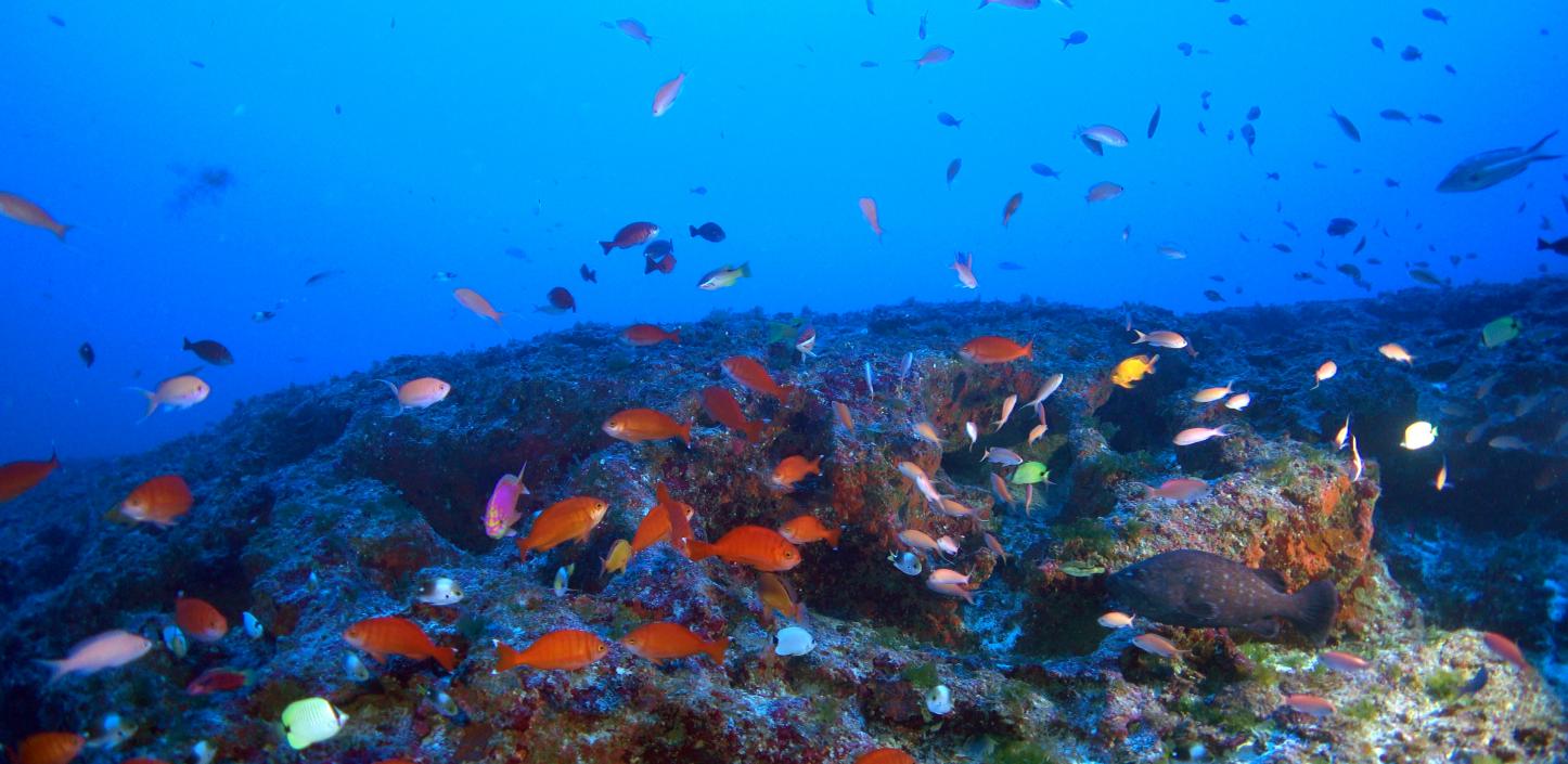 Endemic reef fish at the mesophotic zone in the Northwest Hawaiian Island