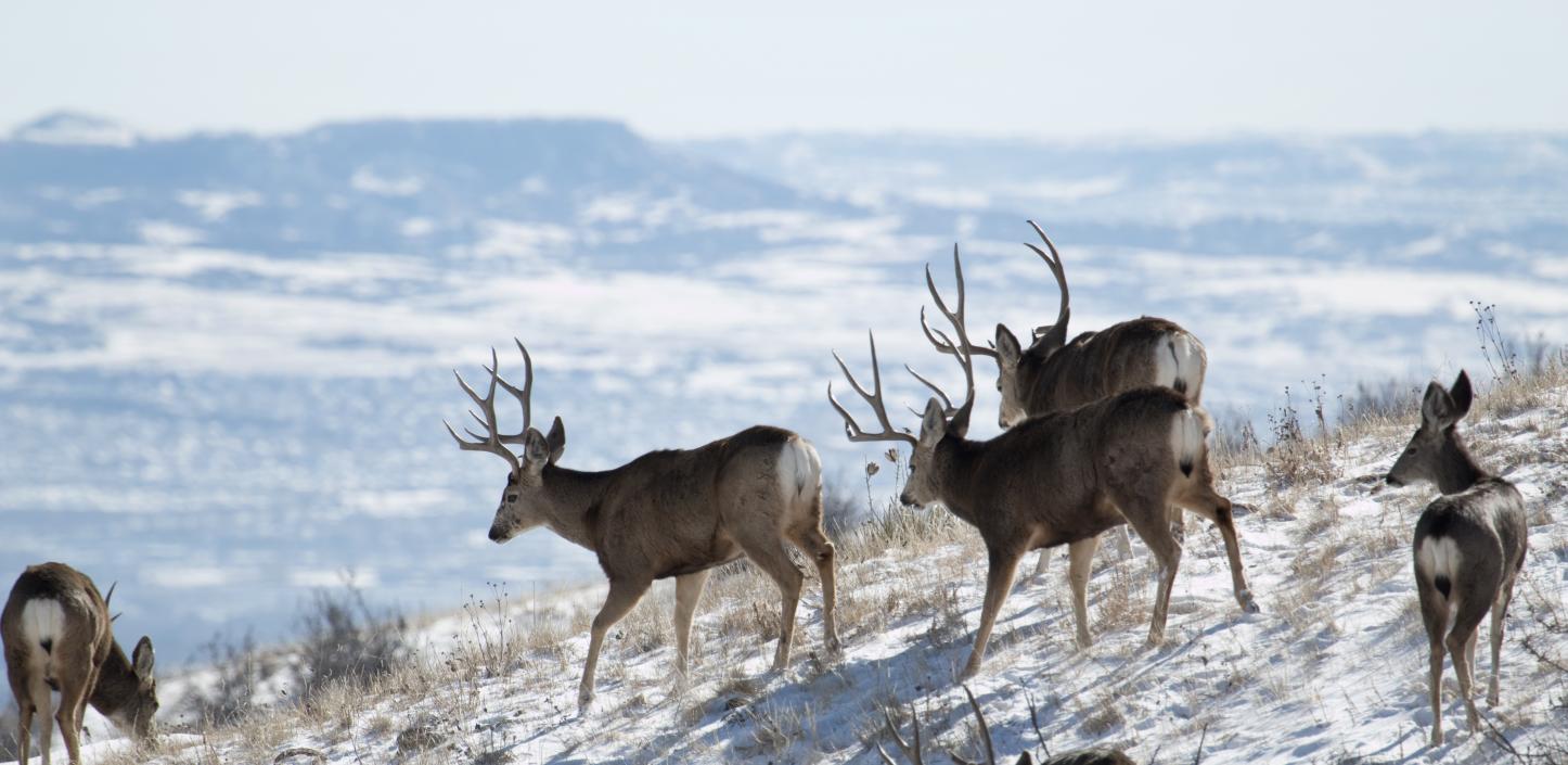 Mule deer herd on Green Mountain, Colorado