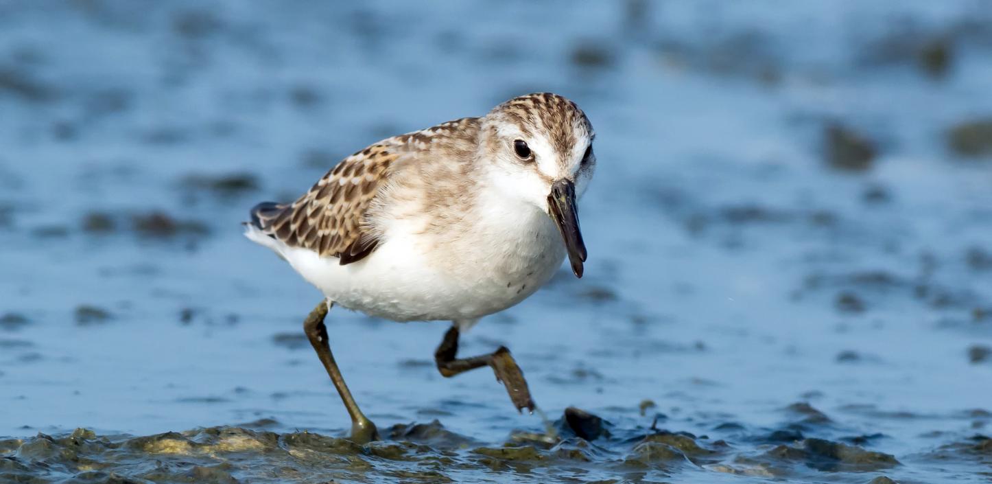 Semipalmated sandpiper