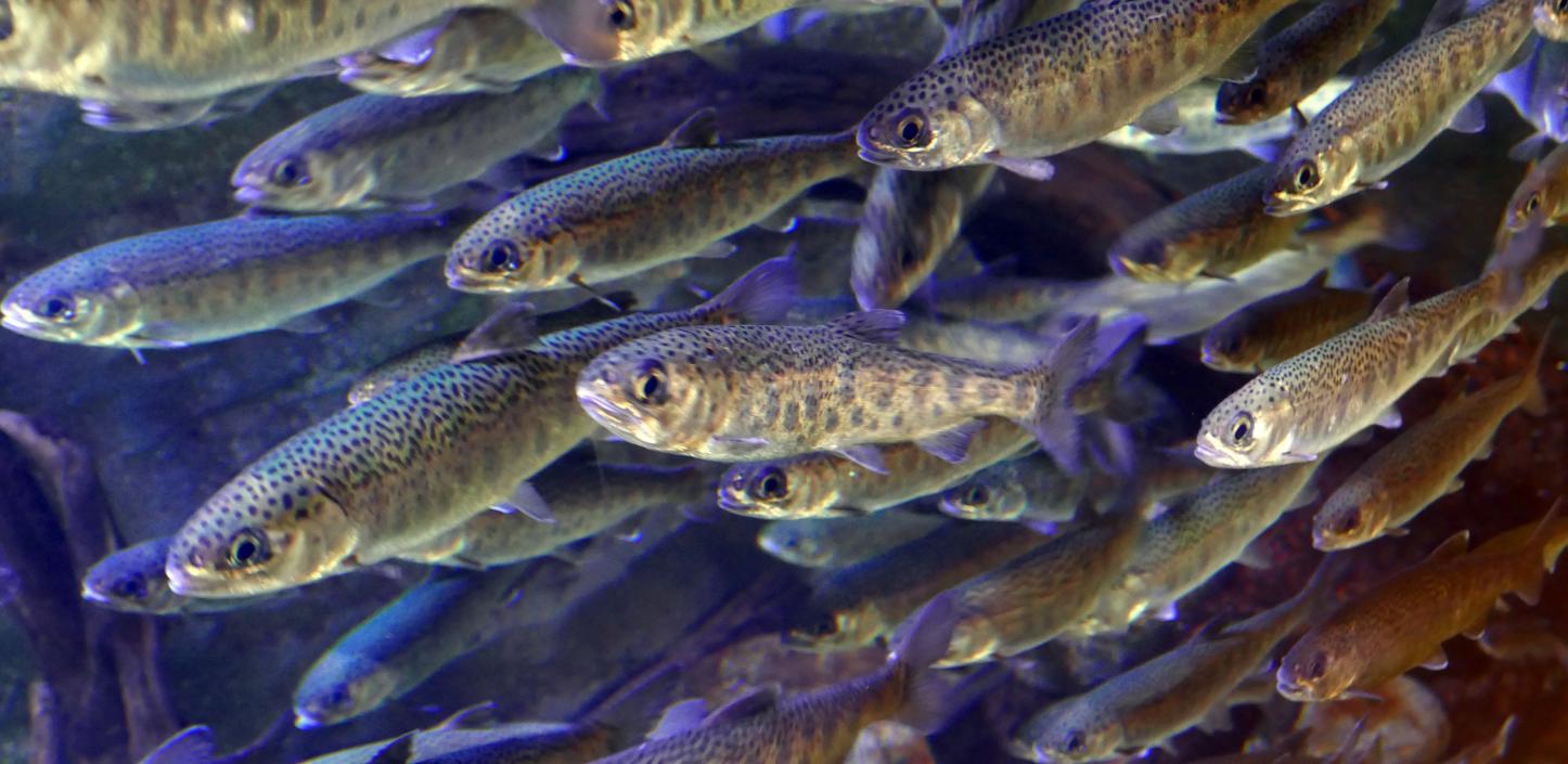 School of juvenile coho salmon