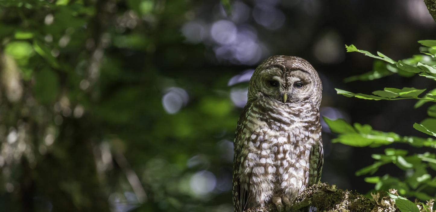 Spotted owl in tree
