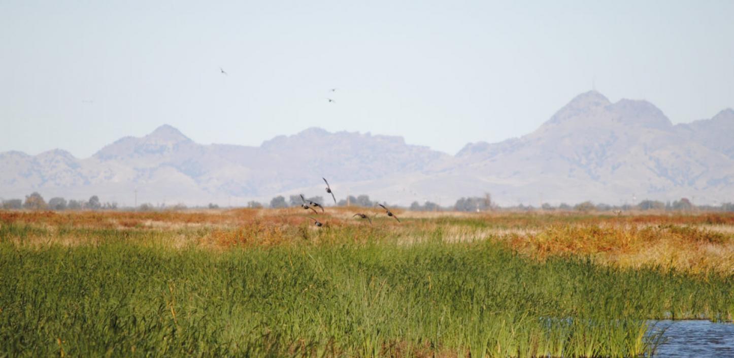 Sutter Basin