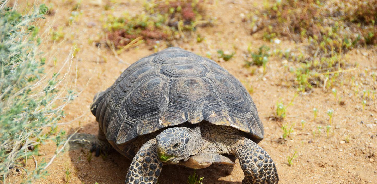 Desert tortoise