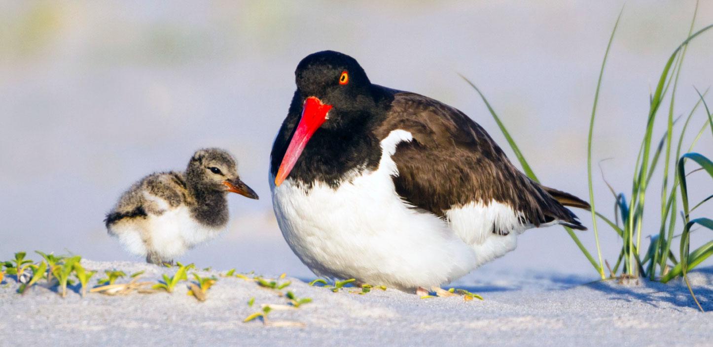 American oystercatcher with chick on the beach