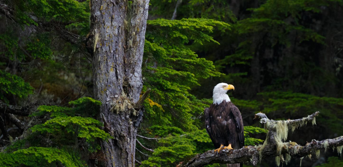 Bald eagle