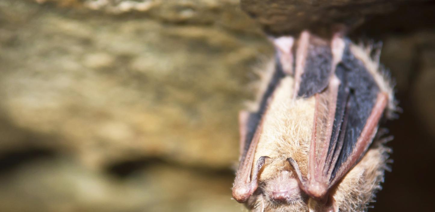 bat, tri-colored.jpg bat, tri-colored.jpg